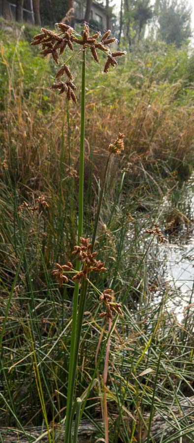 In torrente pedemontano - Schoenoplectus lacustris